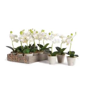 MINI POTTED PHALAENOPSIS