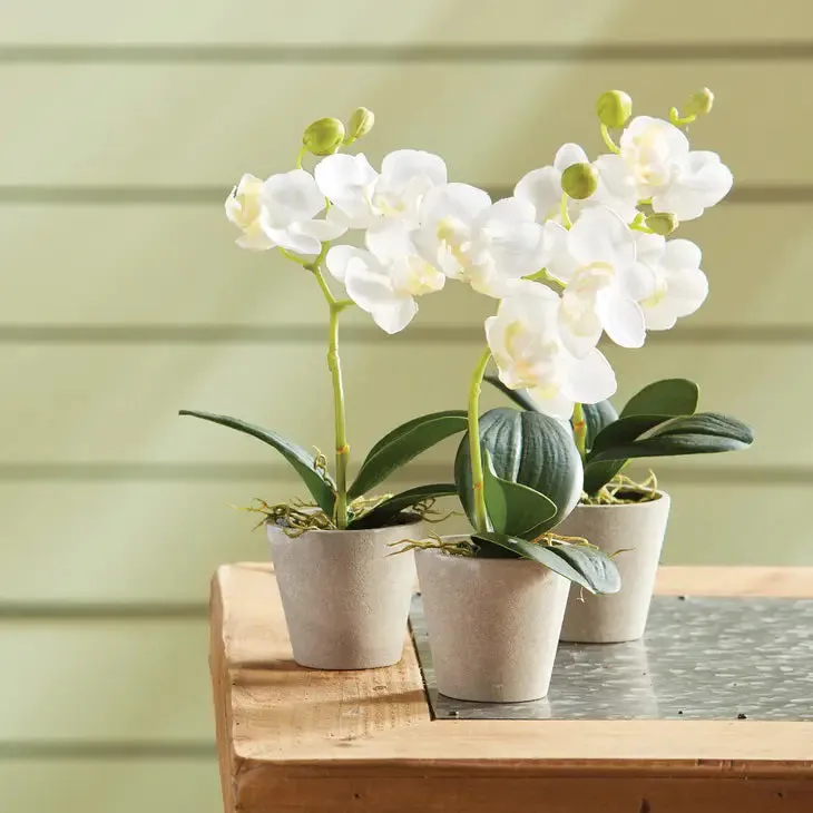 MINI POTTED PHALAENOPSIS