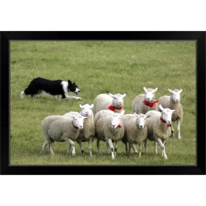 "Border Collie herding sheep" Black Framed Print