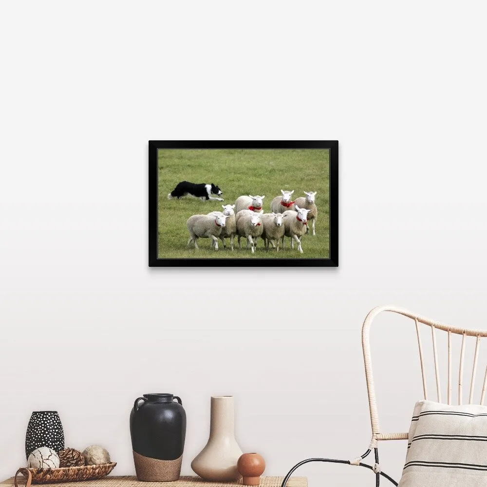 "Border Collie herding sheep" Black Framed Print