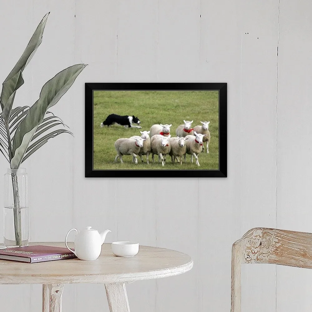 "Border Collie herding sheep" Black Framed Print